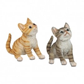 Katze 20cm hoch schauend Natur