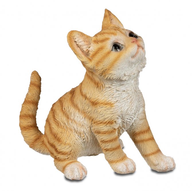 Katze 20cm hoch schauend Natur