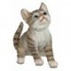 Katze 20cm hoch schauend Natur