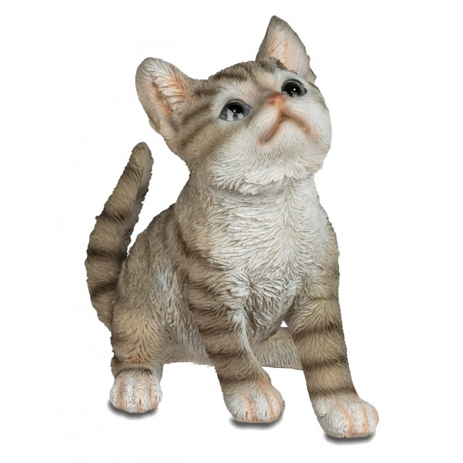Katze 20cm hoch schauend Natur