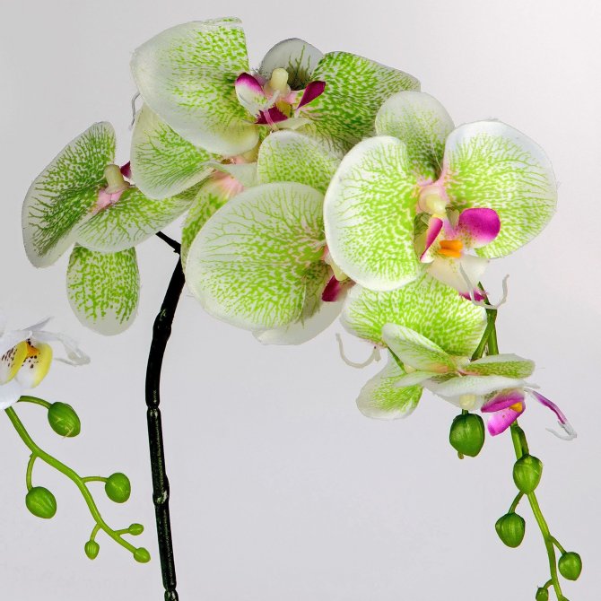 Orchidee 82cm